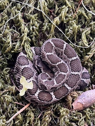 iNaturalist observation photo of Western Rattlesnake
