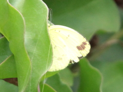 Eurema hecabe solifera