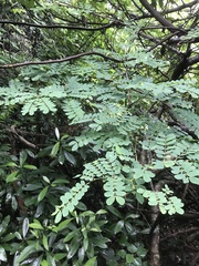 Albizia corniculata