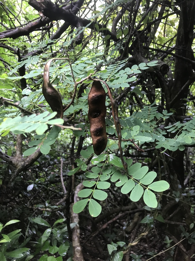 Albizia corniculata