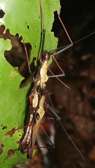 Pseudophasma scabriusculum
