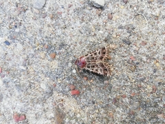 Sideridis reticulata