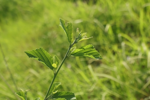 Grewia rhombifolia observed 2026-05-23