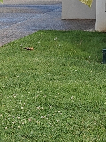 Common Hoopoe