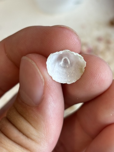 Cheilea equestris observed 2026-05-22