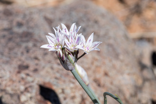 Largeflower onion