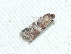 Alophia combustella