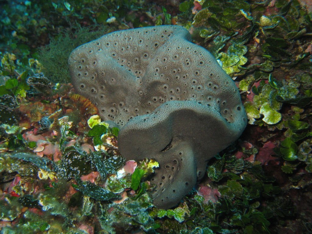 elephant ear