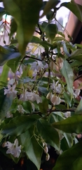 Wrightia religiosa