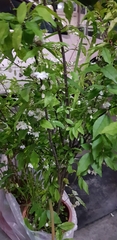 Wrightia religiosa