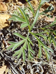 Pelargonium luteolum, photograph (c) Danie Palm, some rights reserved (CC BY)