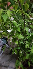 Wrightia religiosa