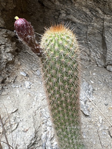 Haageocereus versicolor, photograph 4