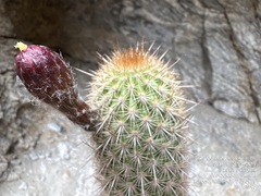Haageocereus versicolor