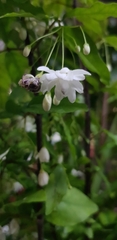 Wrightia religiosa