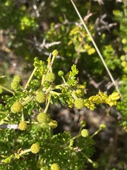 Acacia lasiocarpa, photograph Rob Beattie, CC BY, iNaturalist via GBIF