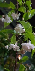 Wrightia religiosa