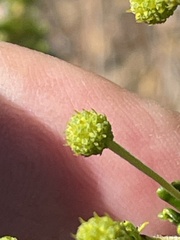 Acacia lasiocarpa, photograph Rob Beattie, CC BY, iNaturalist via GBIF