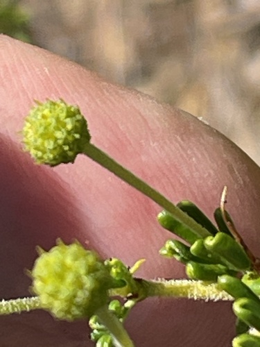 Acacia lasiocarpa, photograph 3