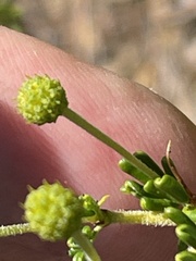 Acacia lasiocarpa, photograph Rob Beattie, CC BY, iNaturalist via GBIF