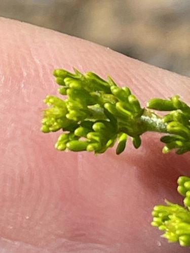 Acacia lasiocarpa, photograph 4