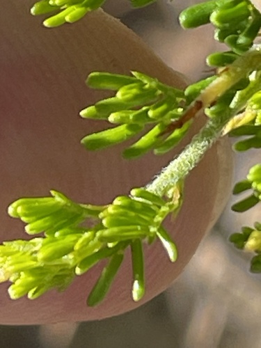 Acacia lasiocarpa, photograph 5