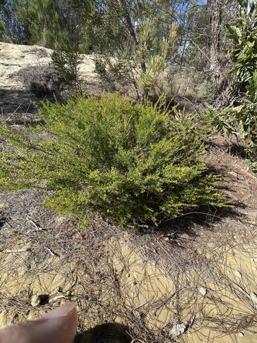 Acacia lasiocarpa, photograph 6