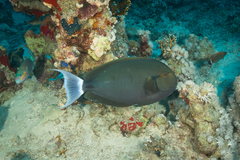Acanthurus gahhm