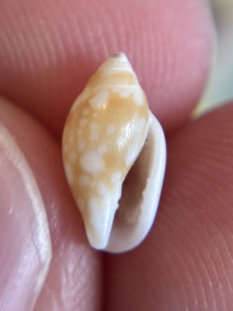 Glossy Dovesnail