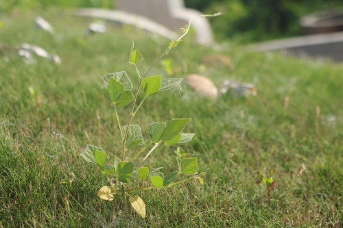 Dunbaria punctata observed 2026-05-23