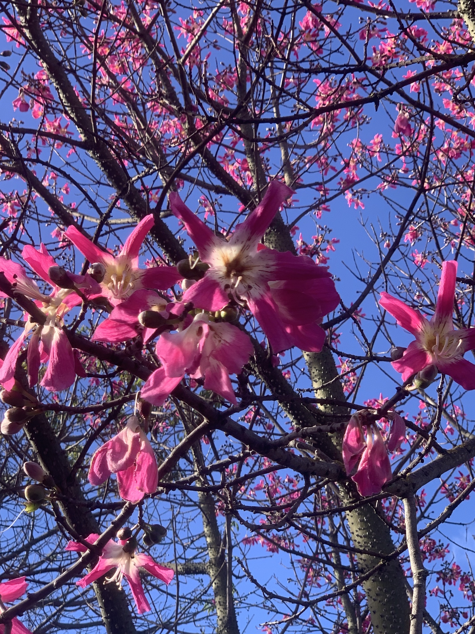 Ceiba pubiflora (A.St.-Hil.) K.Schum. 4