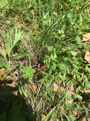 Valerianella