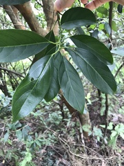 Itea chinensis