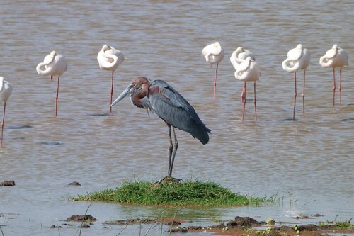 iNaturalist image