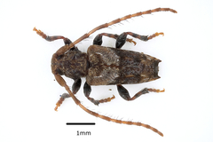 Pogonocherus hispidus