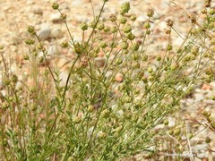 Sanguisorba minor balearica