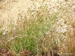 Sanguisorba minor balearica