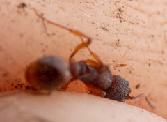 Myrmica sabuleti