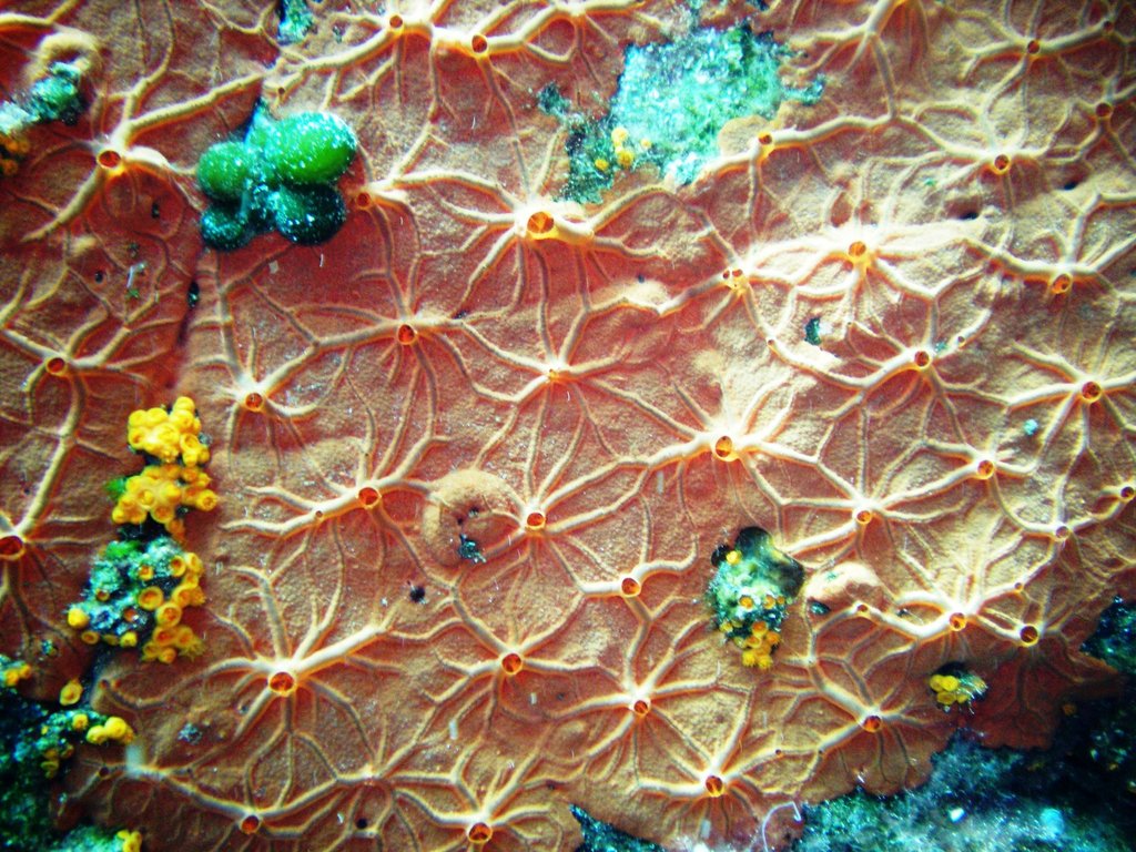 encrusting orange sponge