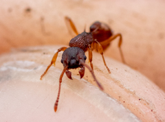Myrmica sabuleti