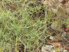 Bupleurum fruticescens