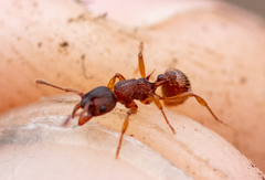 Myrmica sabuleti