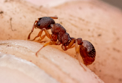 Myrmica sabuleti