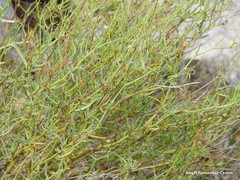 Bupleurum fruticescens
