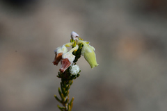 Erica flocciflora