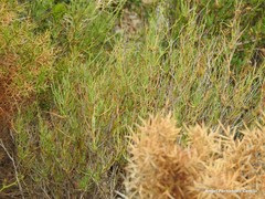 Bupleurum fruticescens