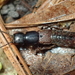 Platydracus praetermissus - Photo 由 Erich P. Hofmann 所上傳的 (c) Erich P. Hofmann，保留部份權利CC BY-NC