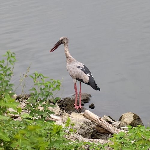 Asian Openbill