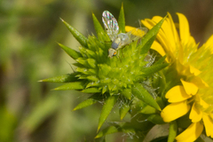 Neaspilota signifera