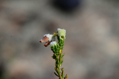 Erica flocciflora